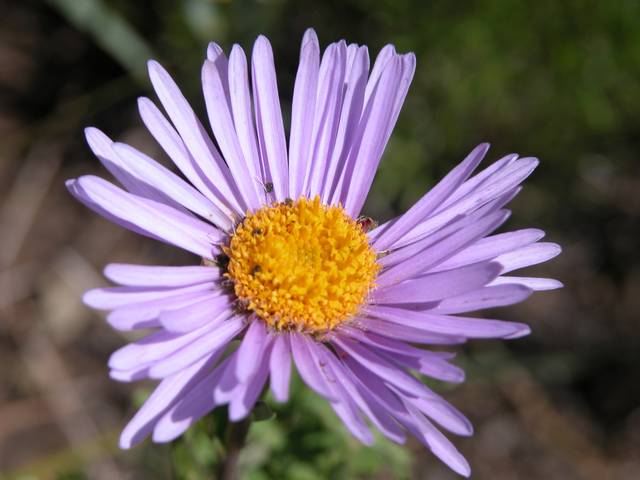 DSCN0090.jpg