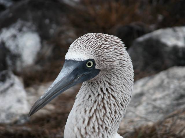DSCN0250.jpg